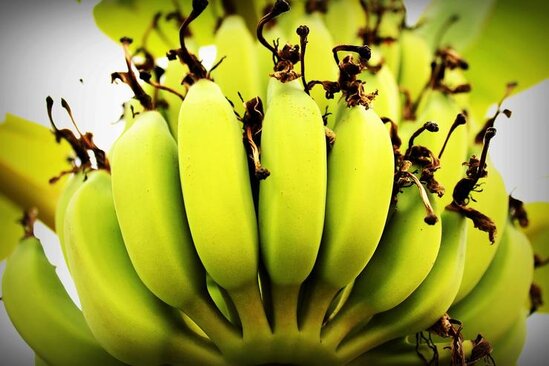 Бананы - польза и вред для здоровья