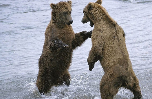 медведь может встать на лапы для устрашения противника